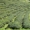 chatoutyou_4_s