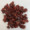 cranberry_1_s