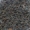 earlgrey_1_s