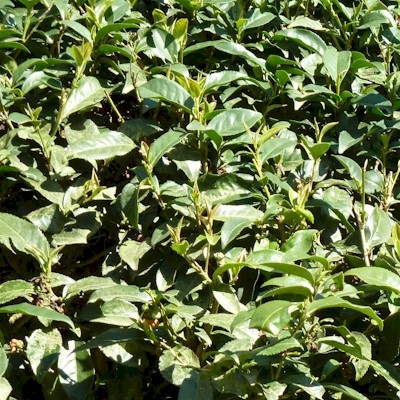 台湾茶:凍頂烏龍茶_5