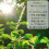 ハーブティー:TULSI CINNAMON (トゥルシーシナモン)_4